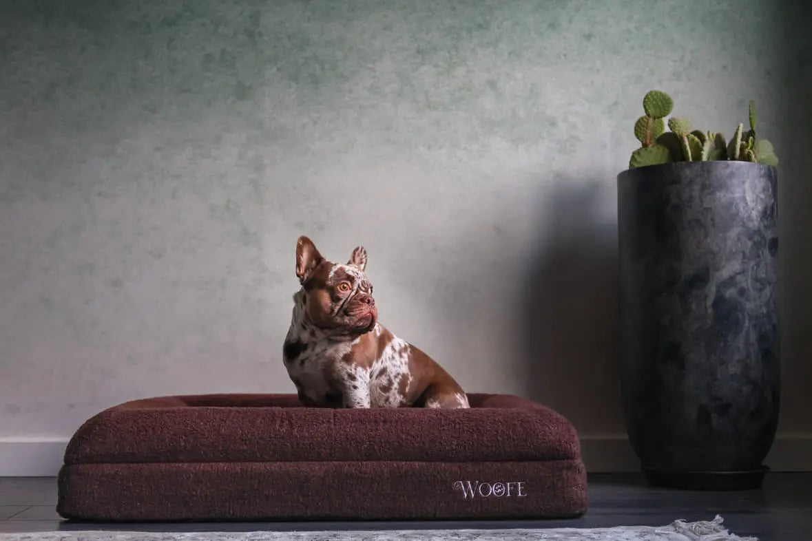 Memory Foam, Orthopedic, Washable Dog Bed