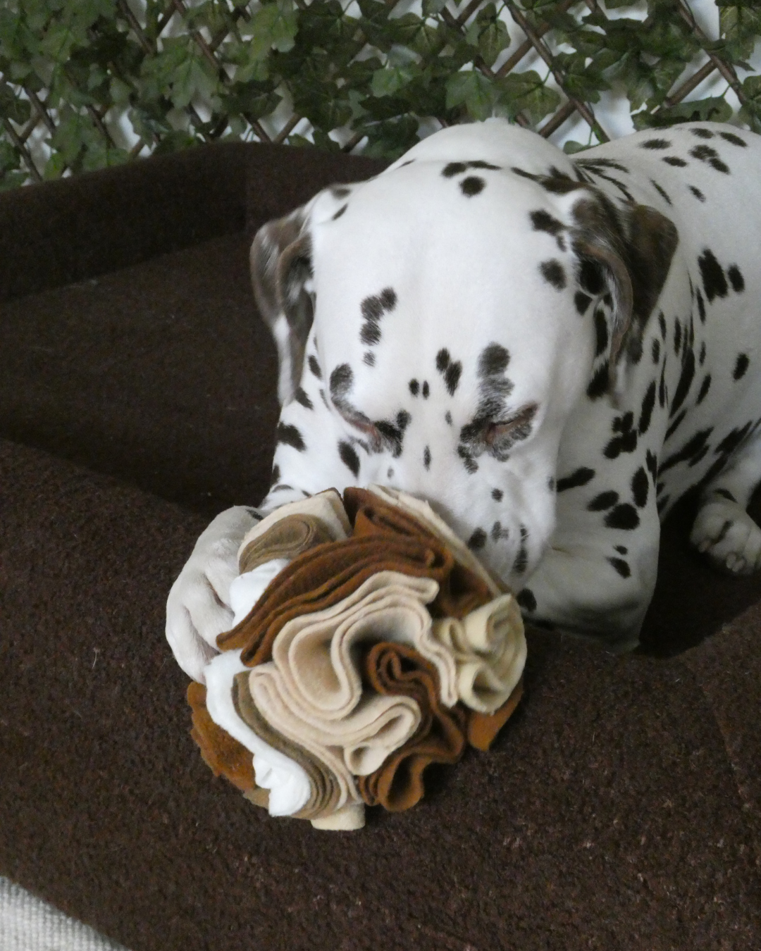 What Are Enrichment Toys for Dogs? (And Why They Matter)