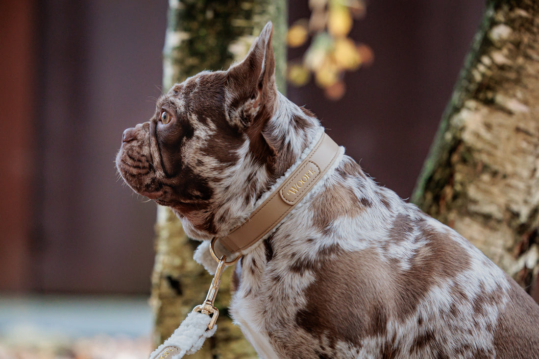 What 'Soft Luxury' Actually Means for Your Dog