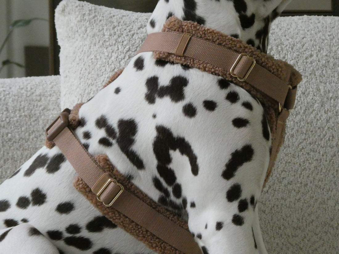 Dog Harness Guide: How to Choose the Best Fit for Size and Breed