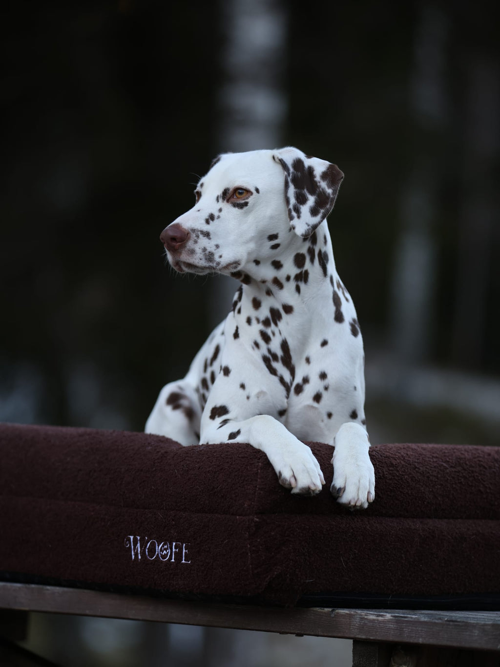 The Bear Bed Mijn winkel