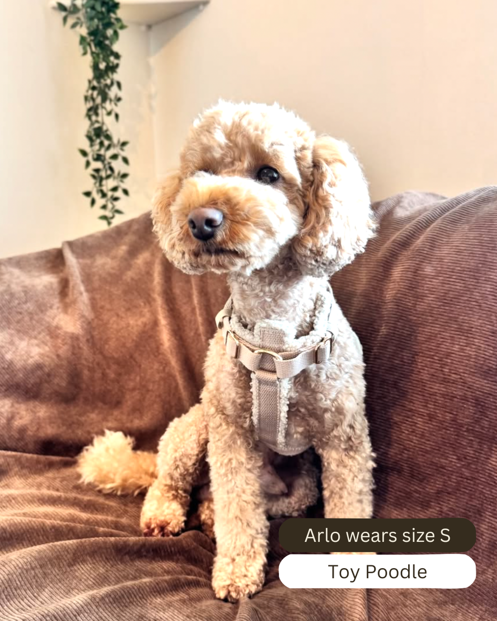 Teddy Harness Cashew Woofe