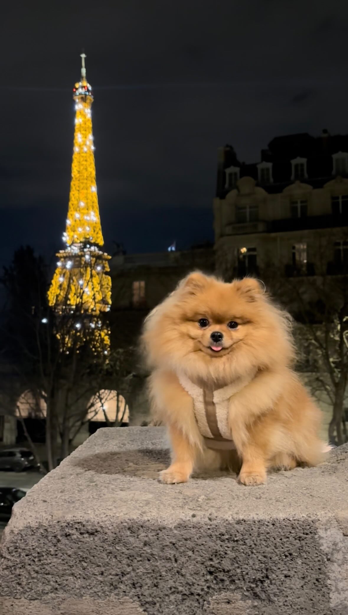 The Sherpa Bear Harness