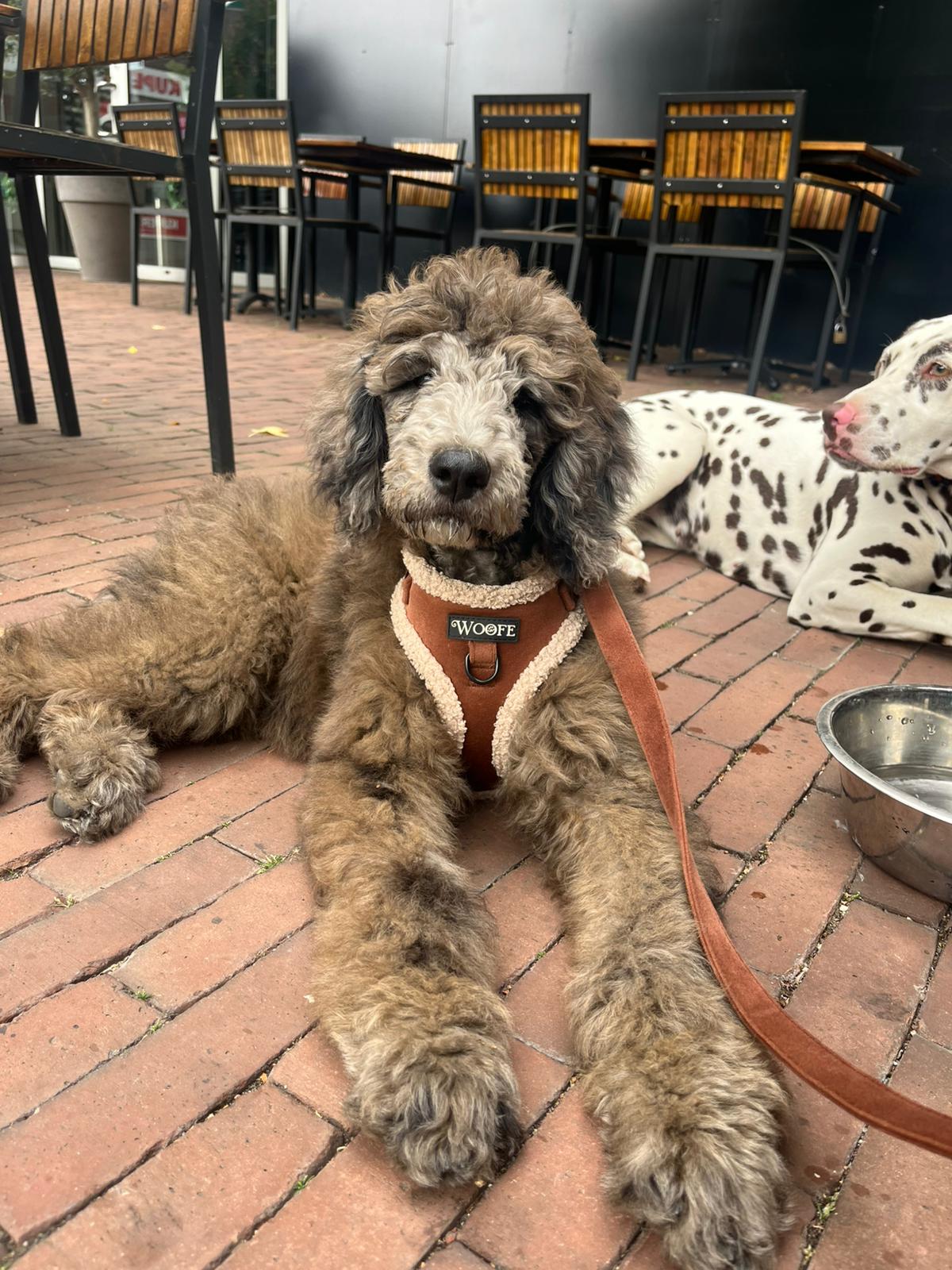 Velvet Bear Bundle Woofe