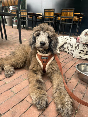 The Velvet Bear Signature Duo