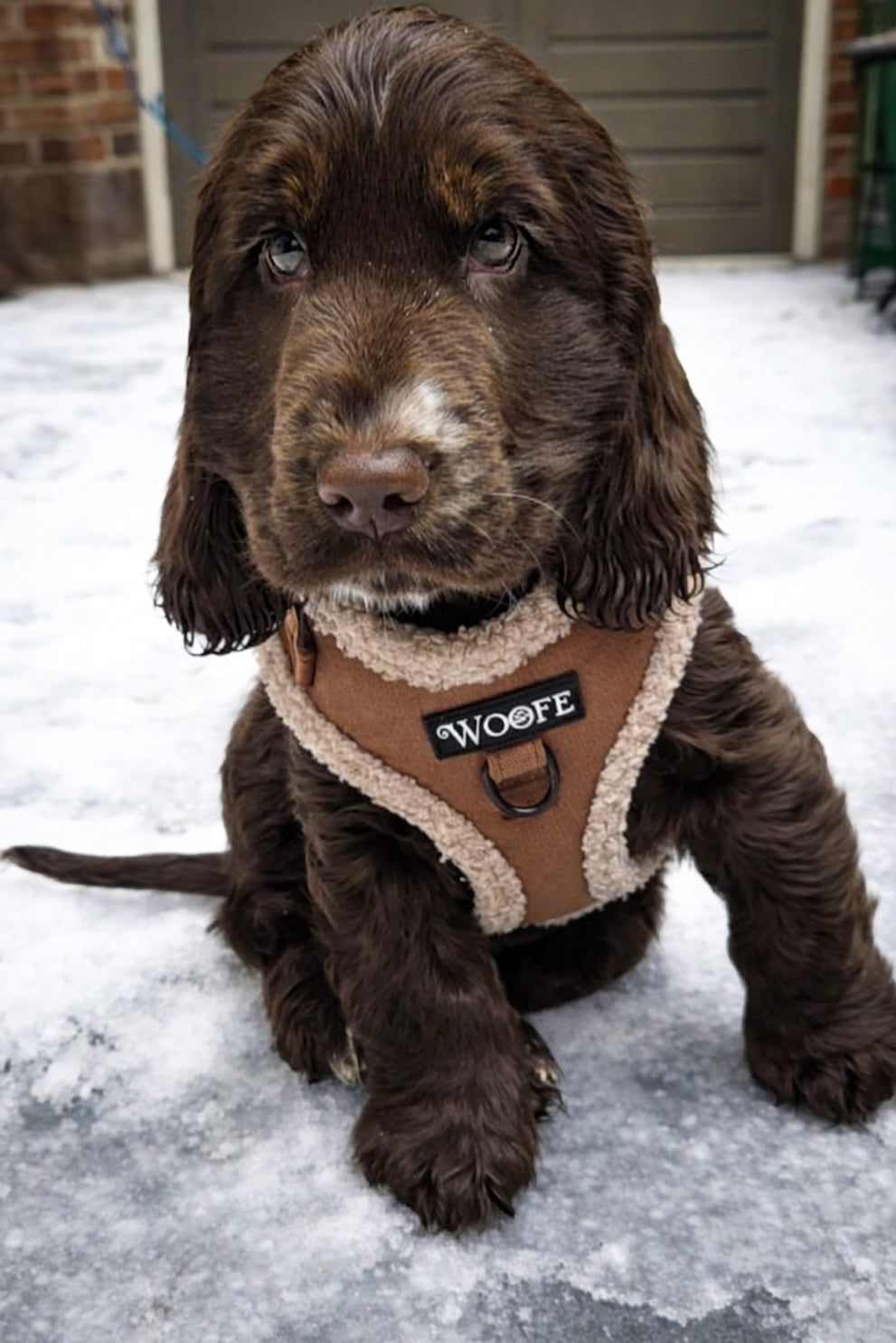 The Velvet Bear Harness Mijn winkel