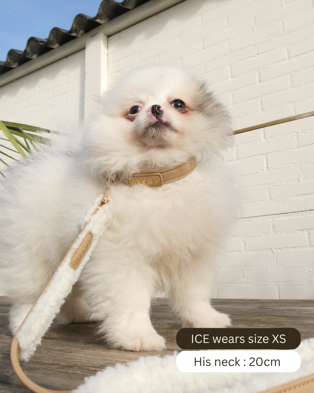 The Cosy Collar Mijn winkel