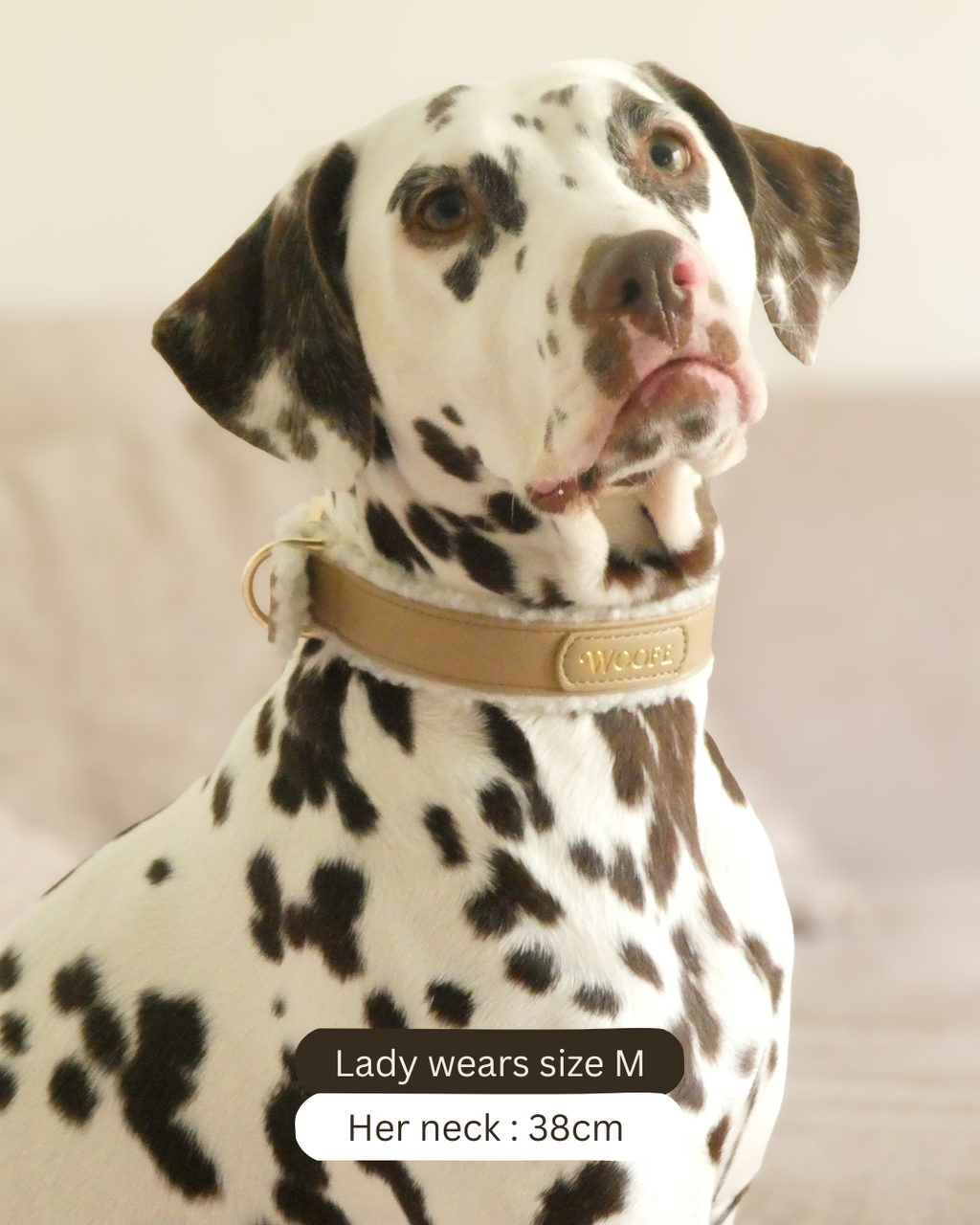 The Cosy Collar Mijn winkel