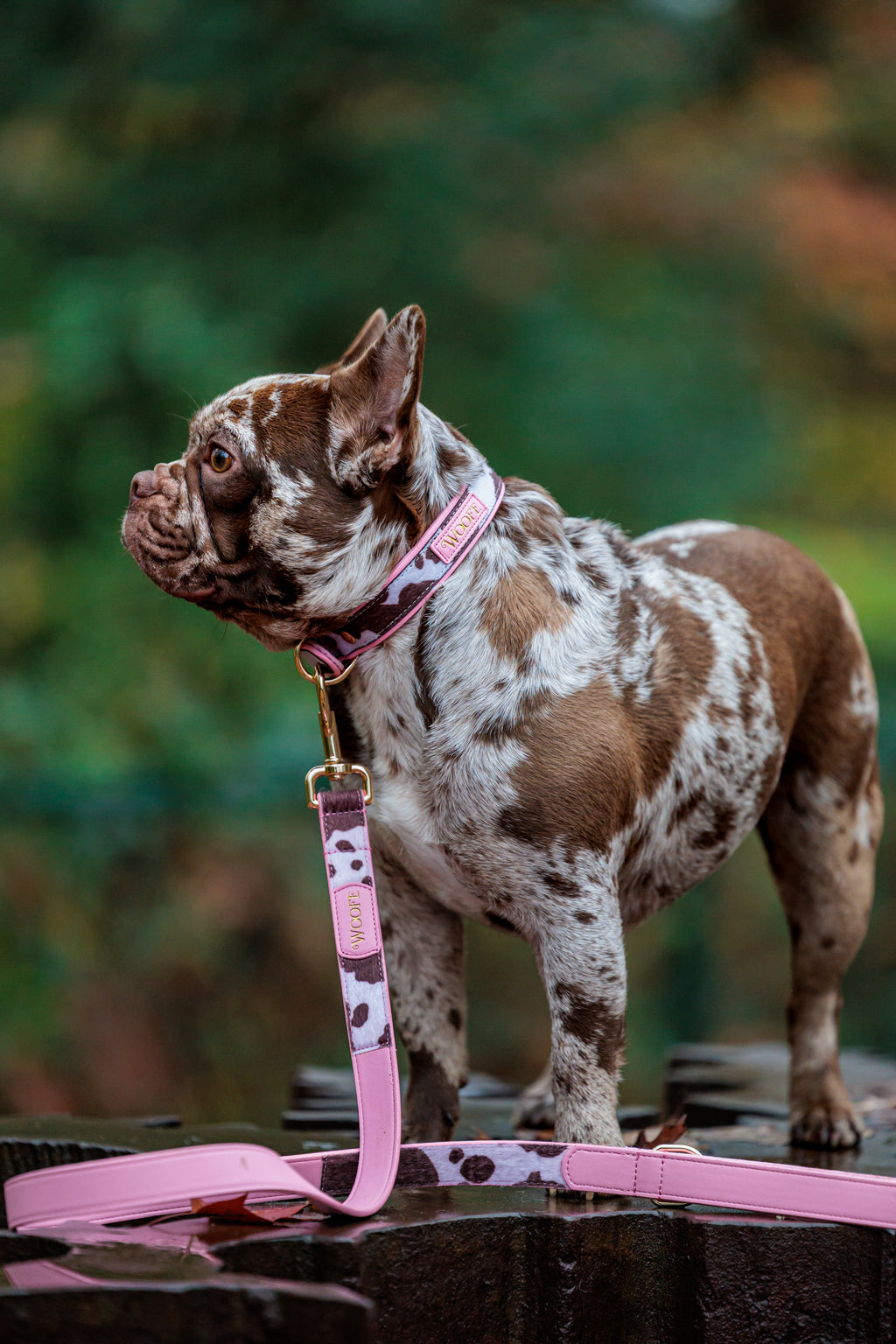 The MOO'd Collar Woofe