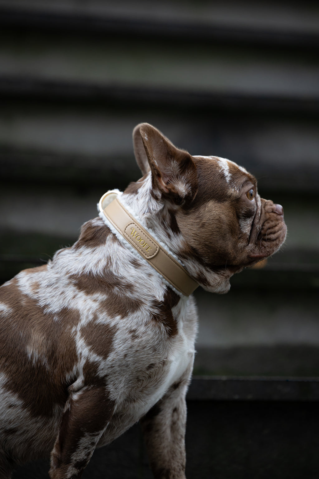 The Cosy Collar Mijn winkel
