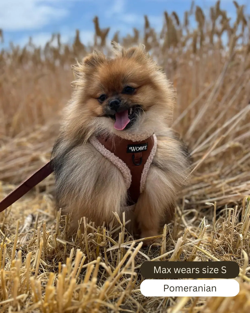 The Velvet Bear Harness Mijn winkel