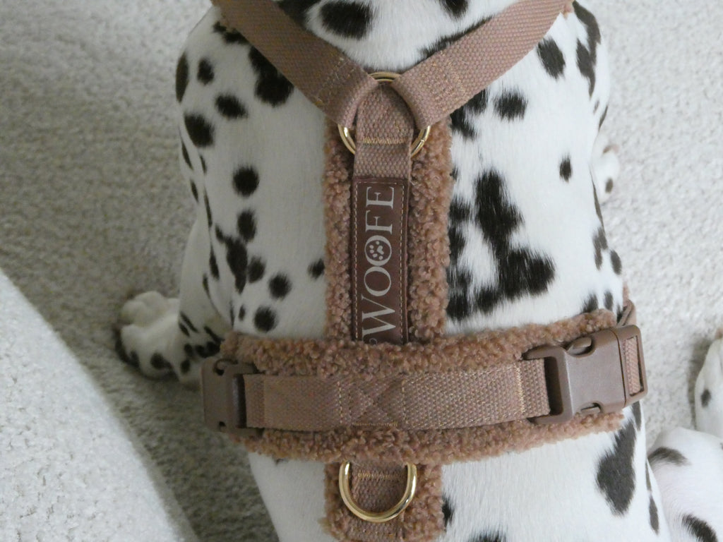Teddy Harness Hazelnut Mijn winkel