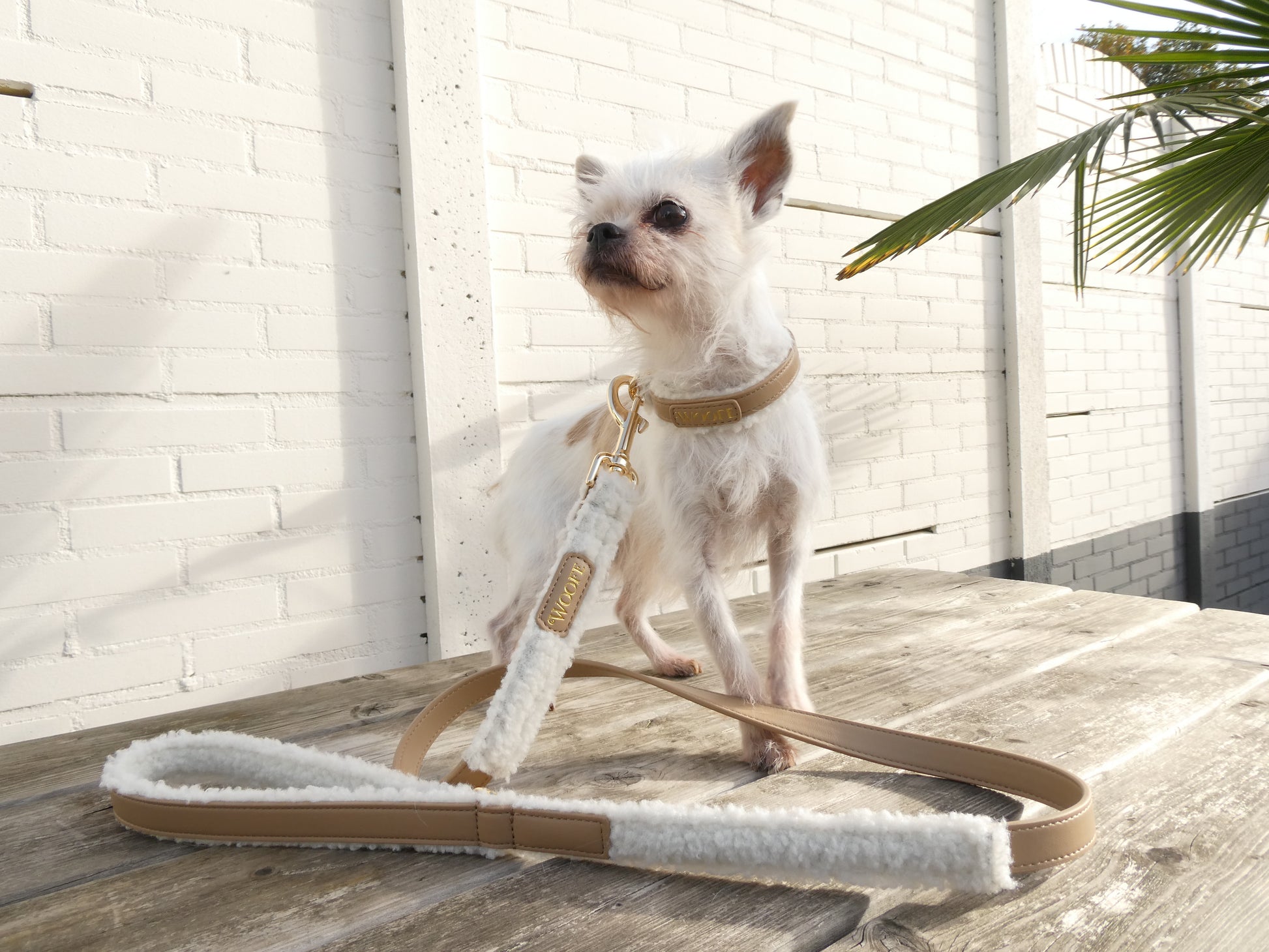 The Cosy Collar Mijn winkel