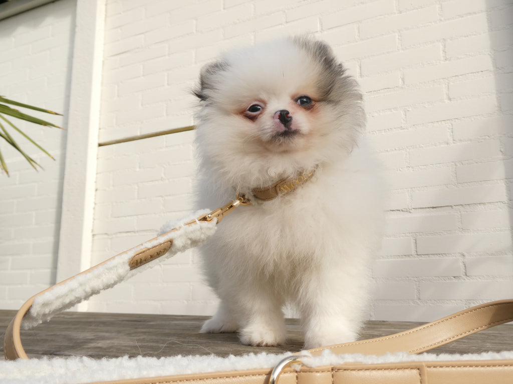 The Cosy Bundle Woofe