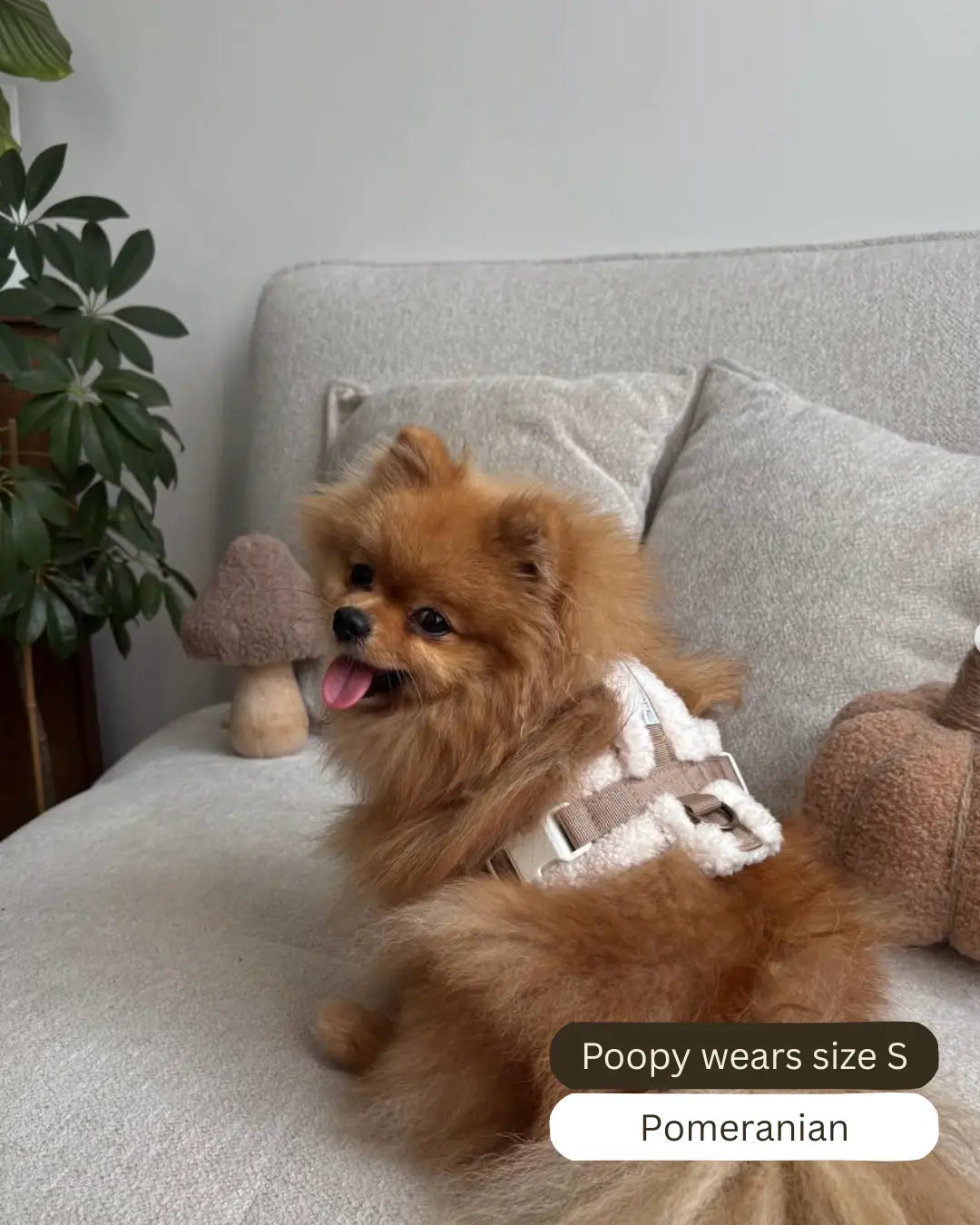 The Sherpa Bear Harness Mijn winkel