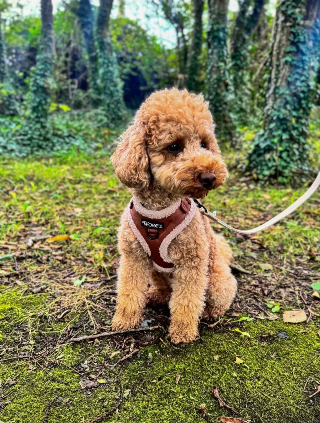 The Velvet Bear Harness Mijn winkel