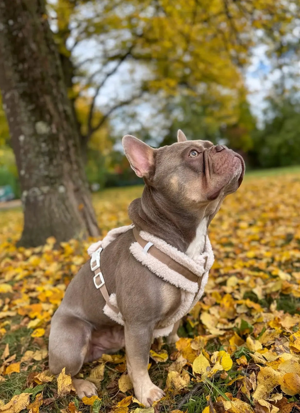 The Sherpa Bear Harness Mijn winkel