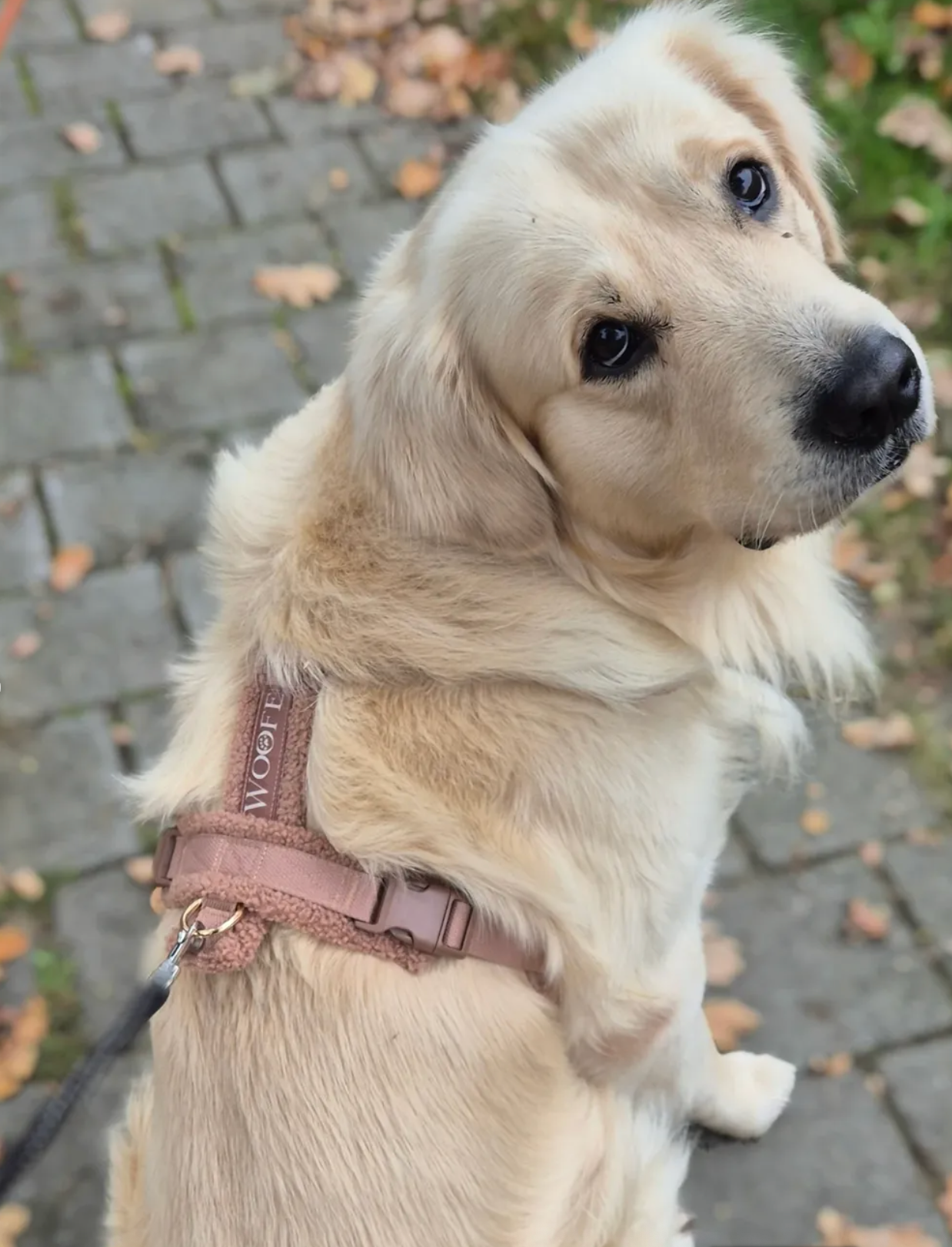 Teddy Harness Hazelnut Mijn winkel