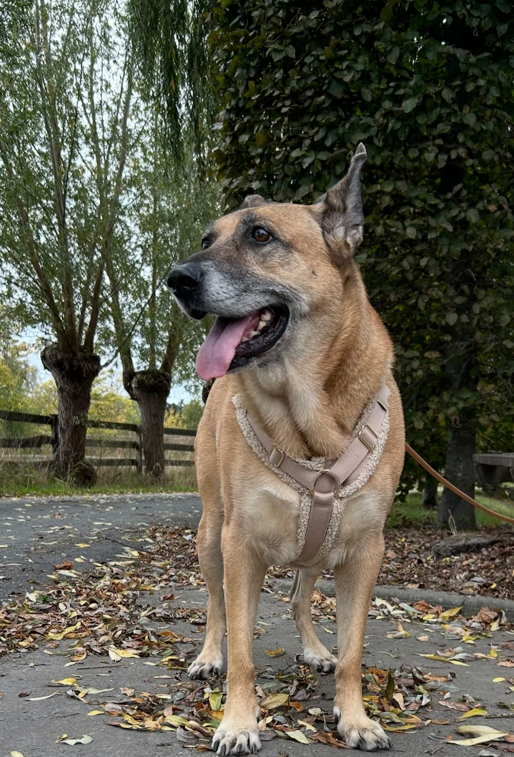 Teddy Harness Cashew Woofe