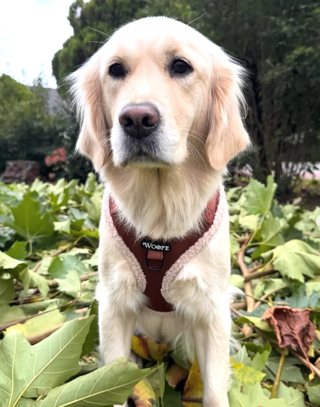 The Velvet Bear Harness Mijn winkel