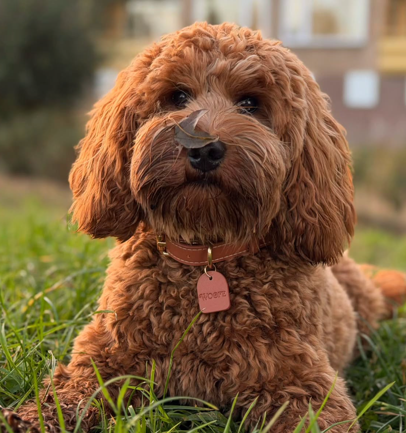 Mocha Vegan Leather Collar Mijn winkel