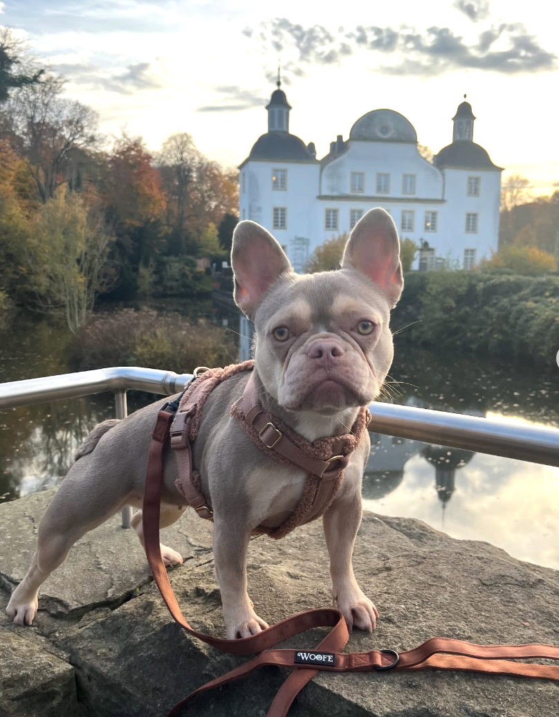 Brown Velvet Leash Woofe