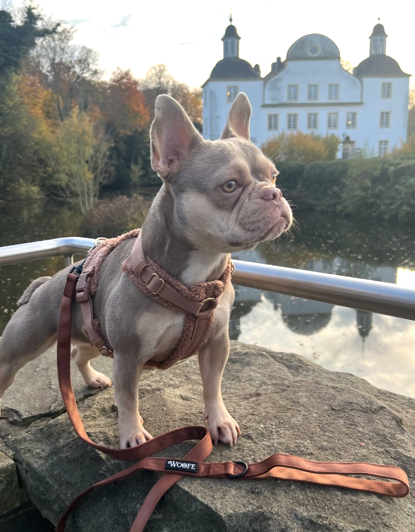 Teddy Harness Hazelnut Mijn winkel