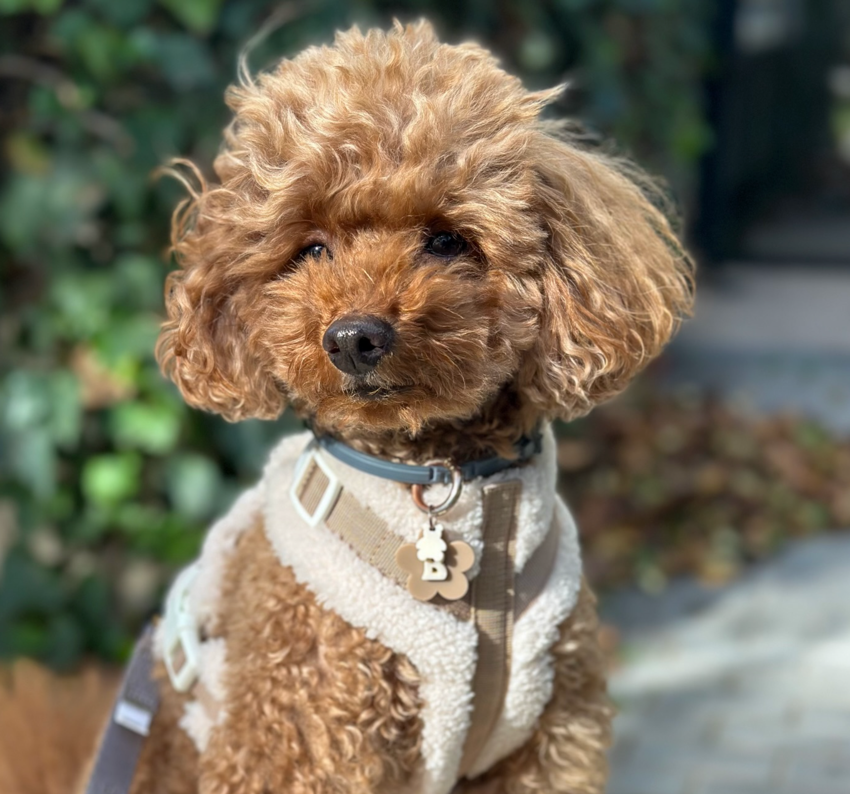 The Sherpa Bear Harness Mijn winkel