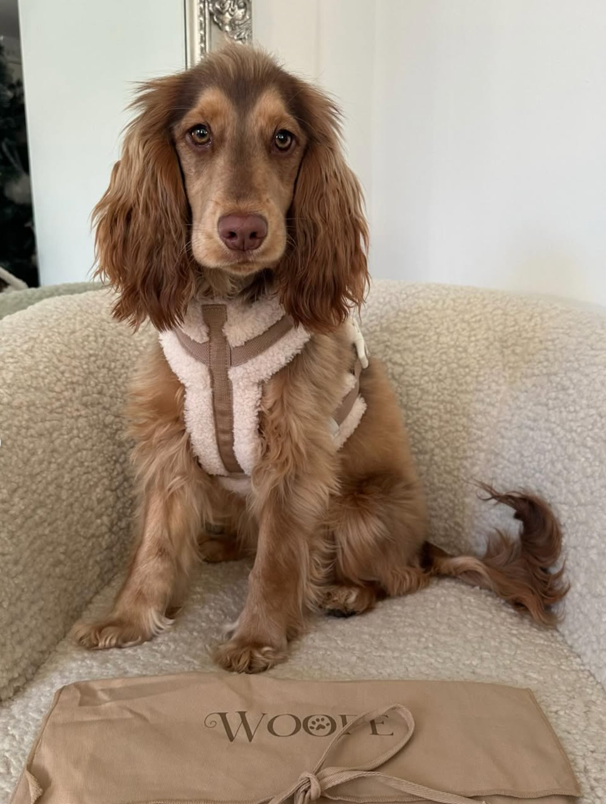 The Sherpa Bear Harness Mijn winkel