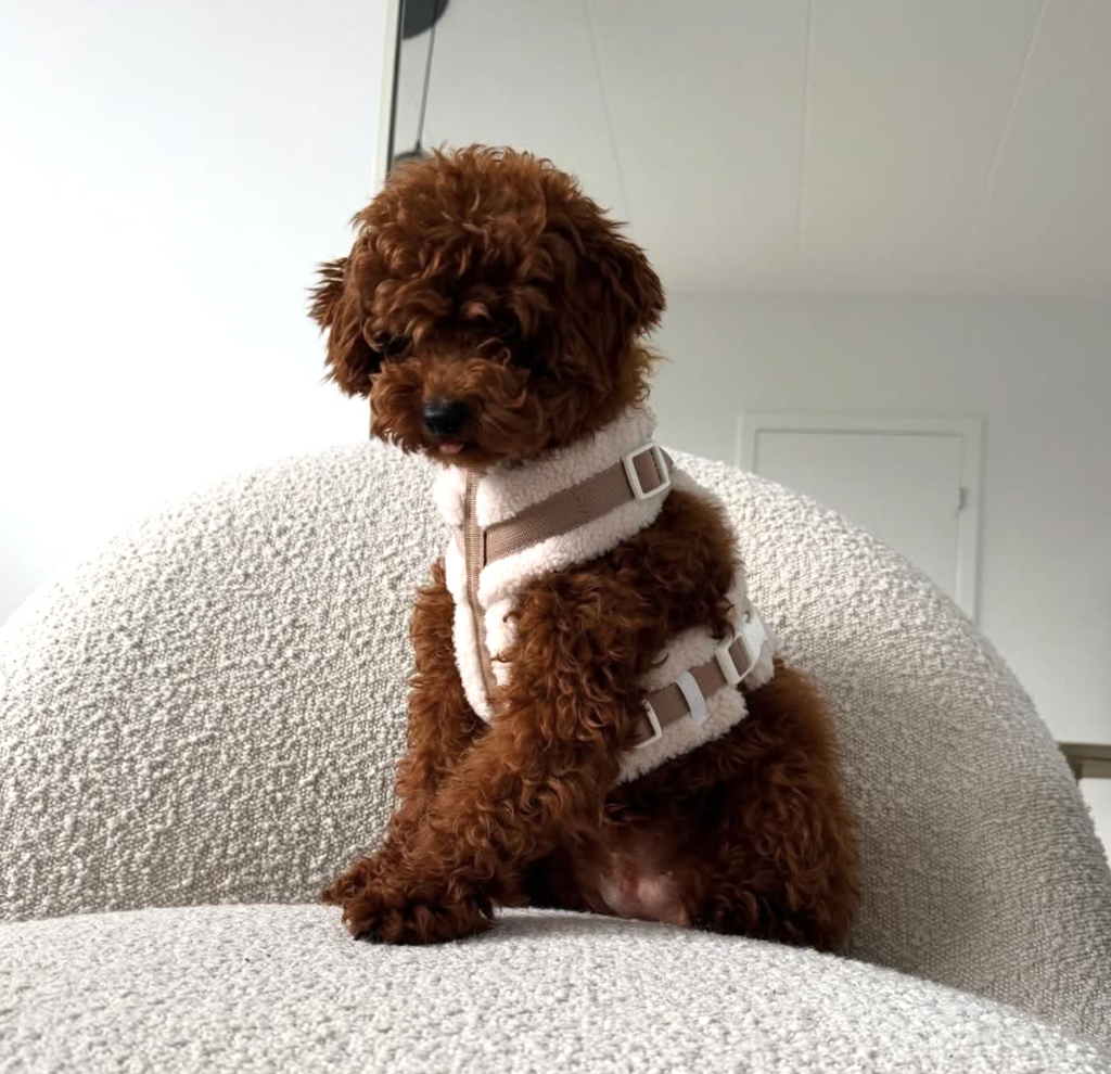 The Sherpa Bear Harness Mijn winkel