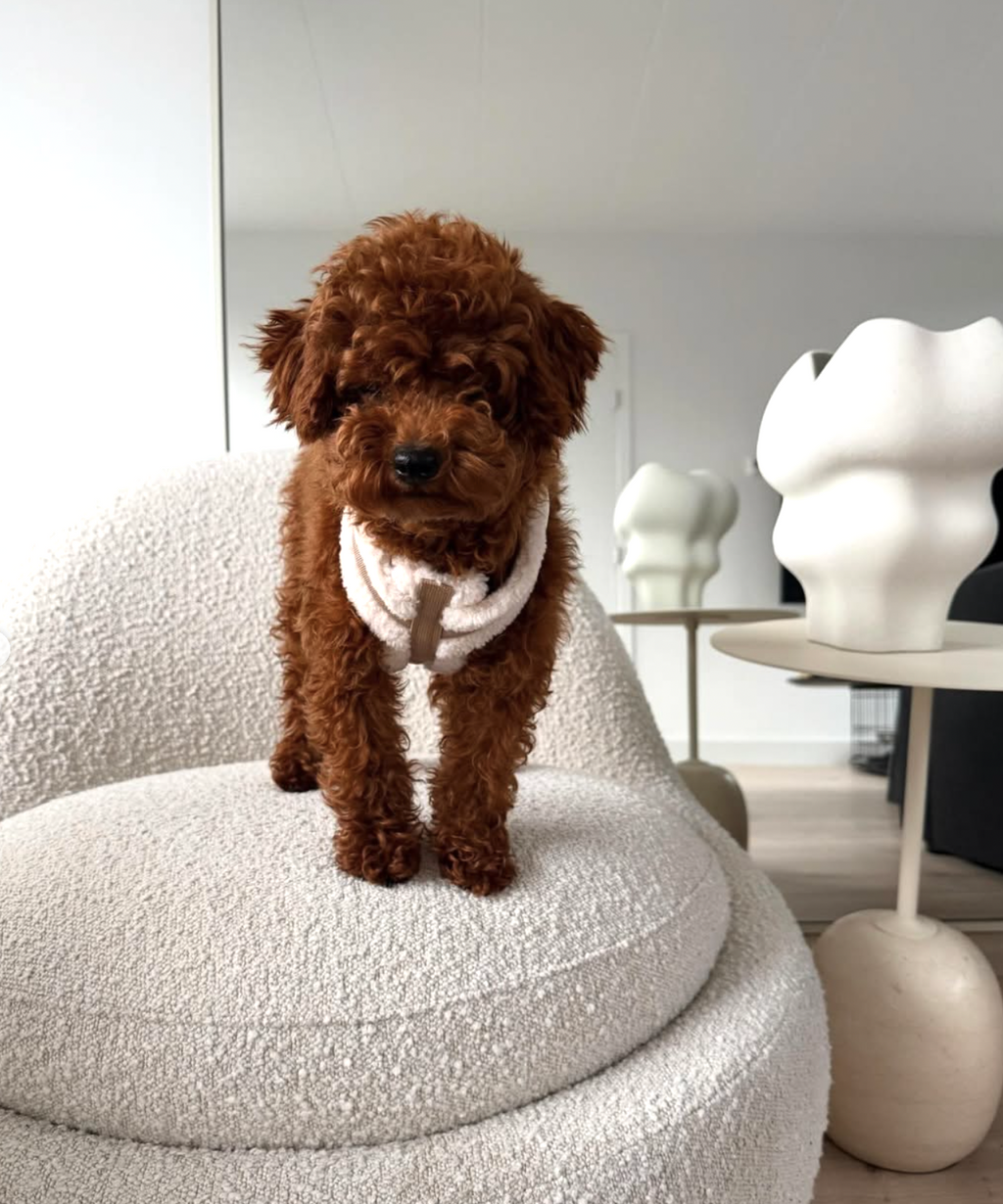 The Sherpa Bear Harness Mijn winkel