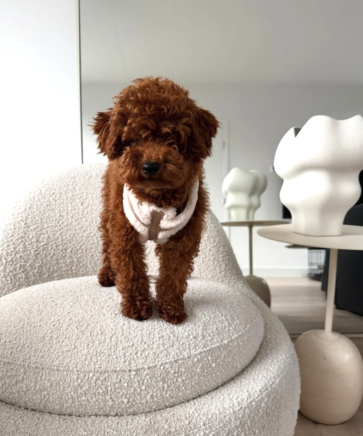 The Sherpa Bear Harness Mijn winkel