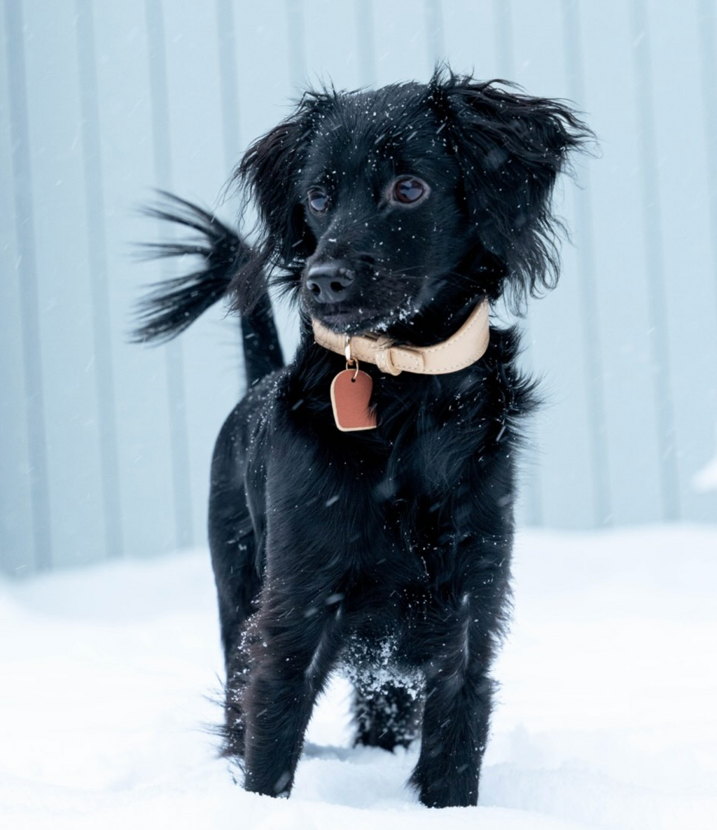 Beige Vegan Leather Collar & Leash Bundle
