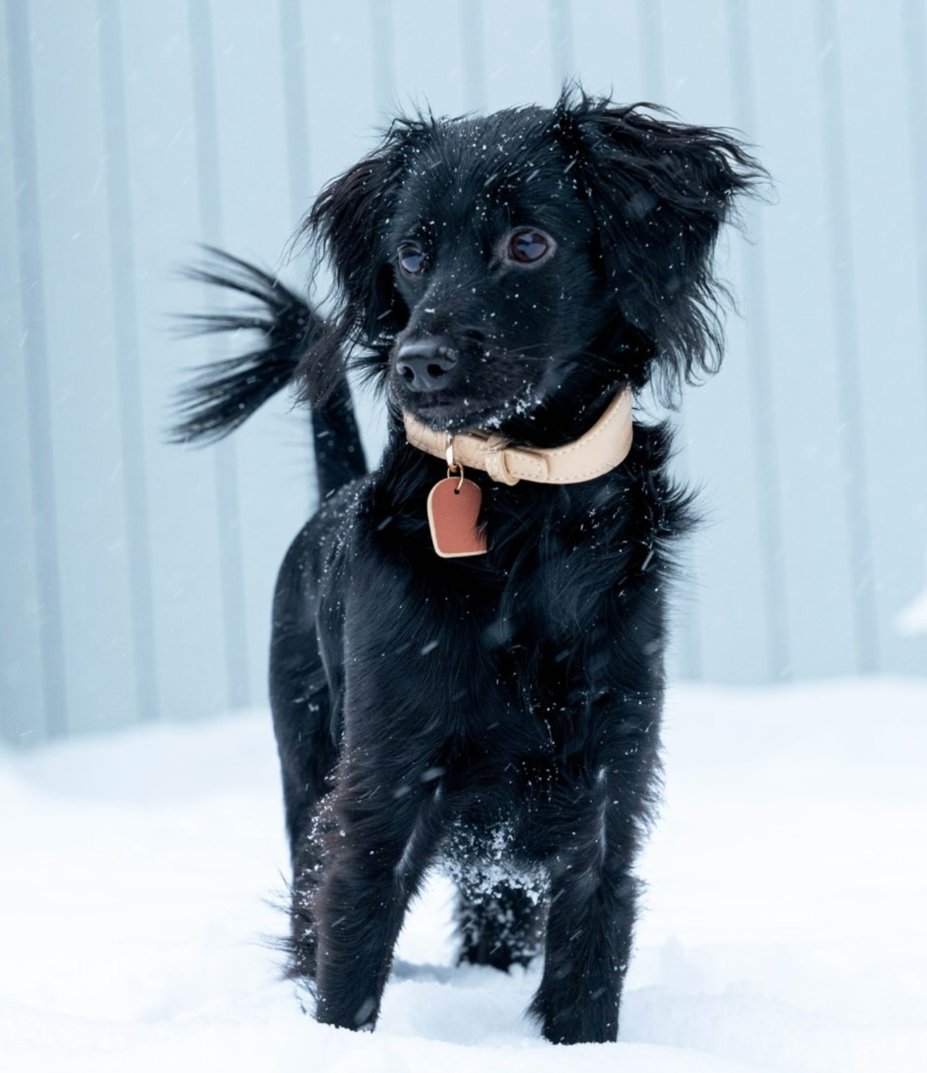 Beige Vegan Leather Collar