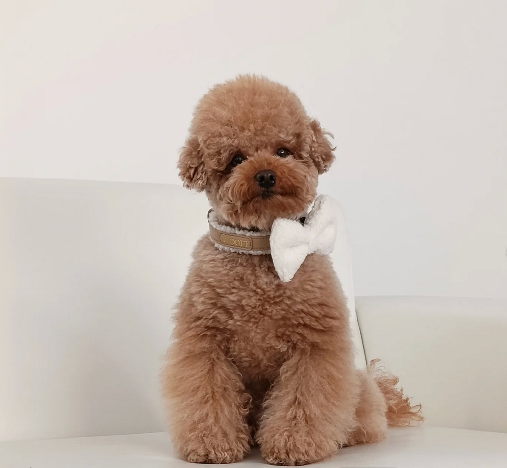 The Cosy Collar Mijn winkel