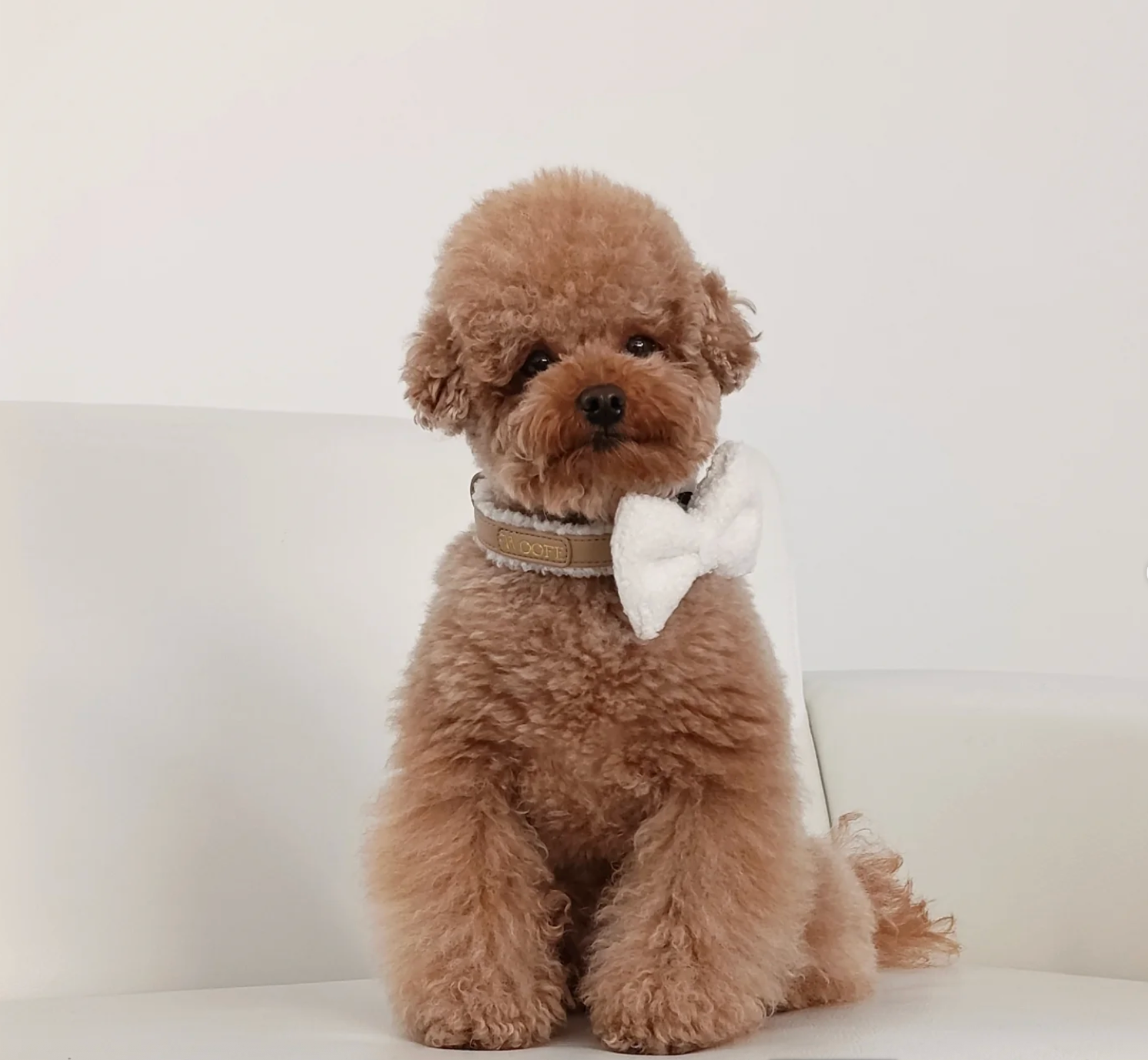 The Cosy Collar Mijn winkel