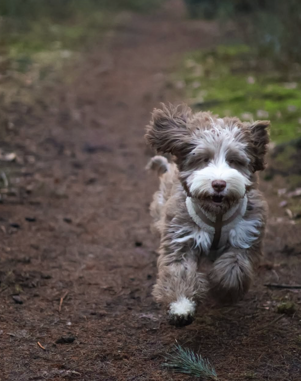 The Sherpa Bear Harness Mijn winkel
