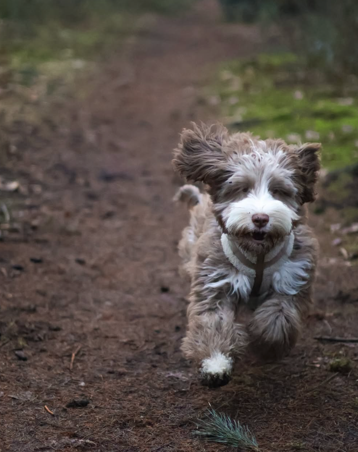 The Sherpa Bear Harness Mijn winkel