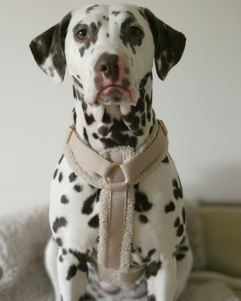 Teddy Harness Cashew Woofe