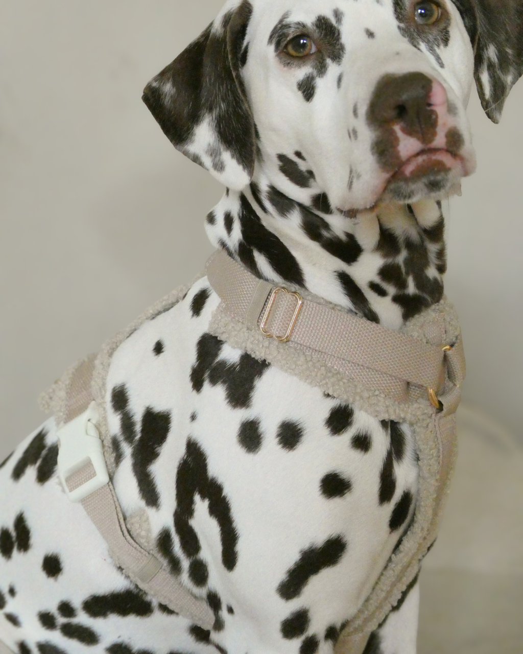 Teddy Harness Cashew Woofe