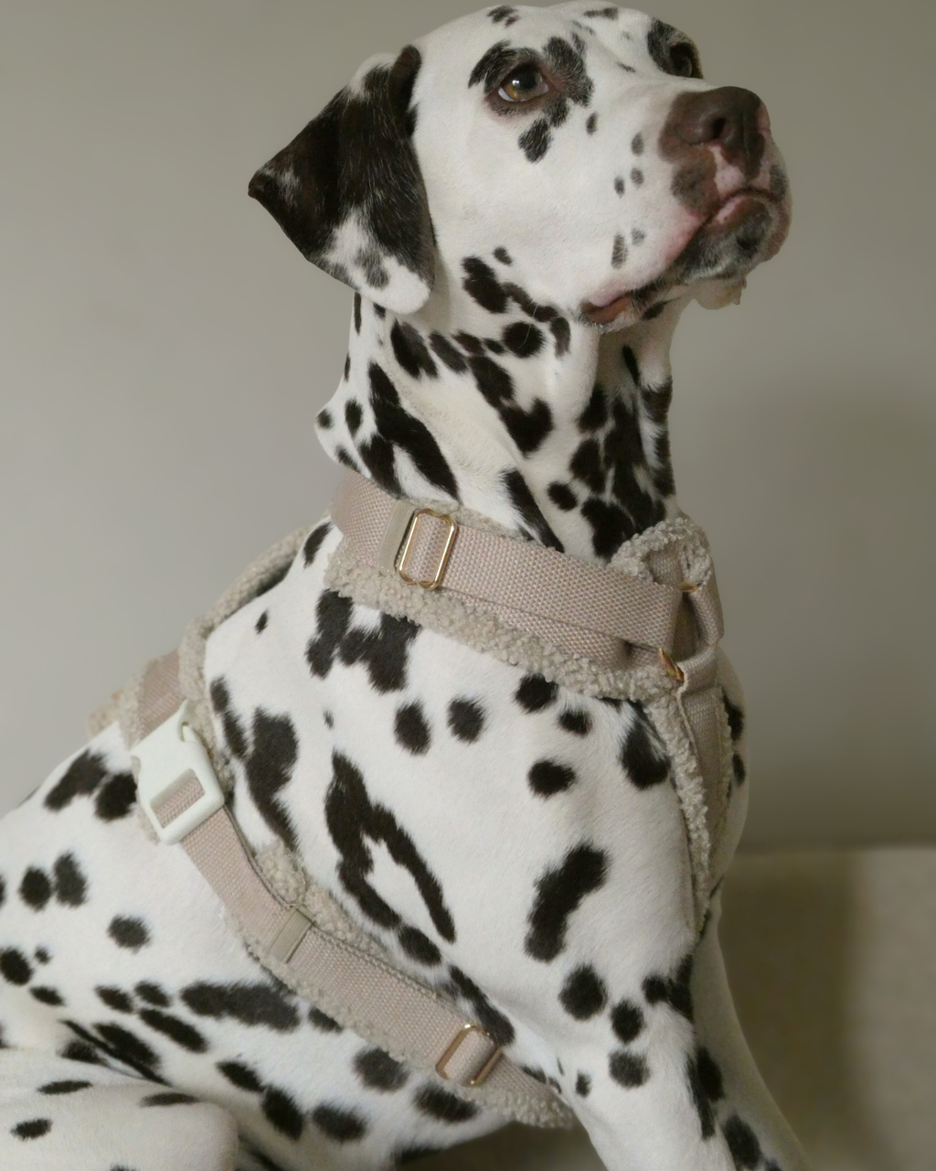 Teddy Harness Cashew Woofe
