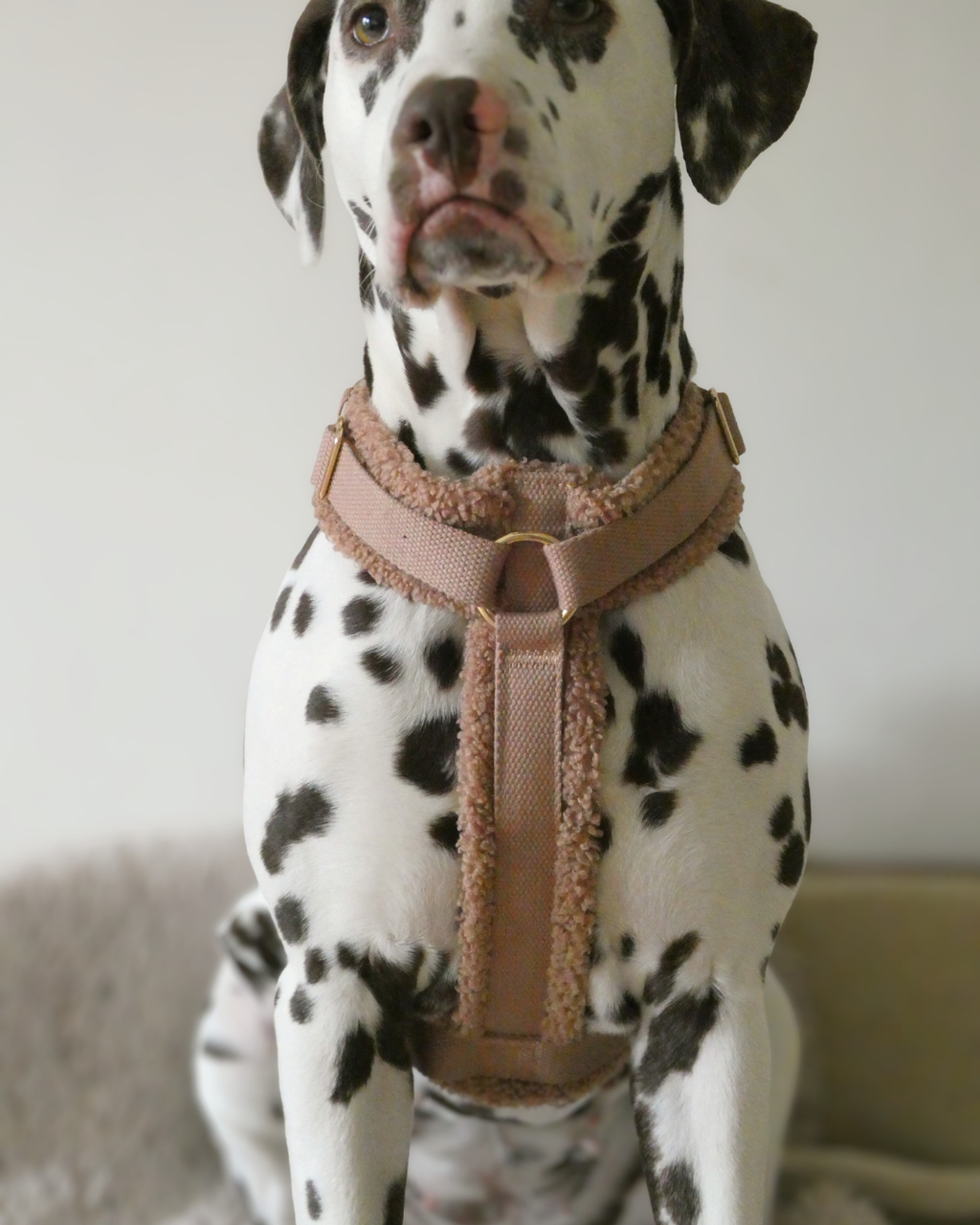 Teddy Harness Hazelnut Mijn winkel