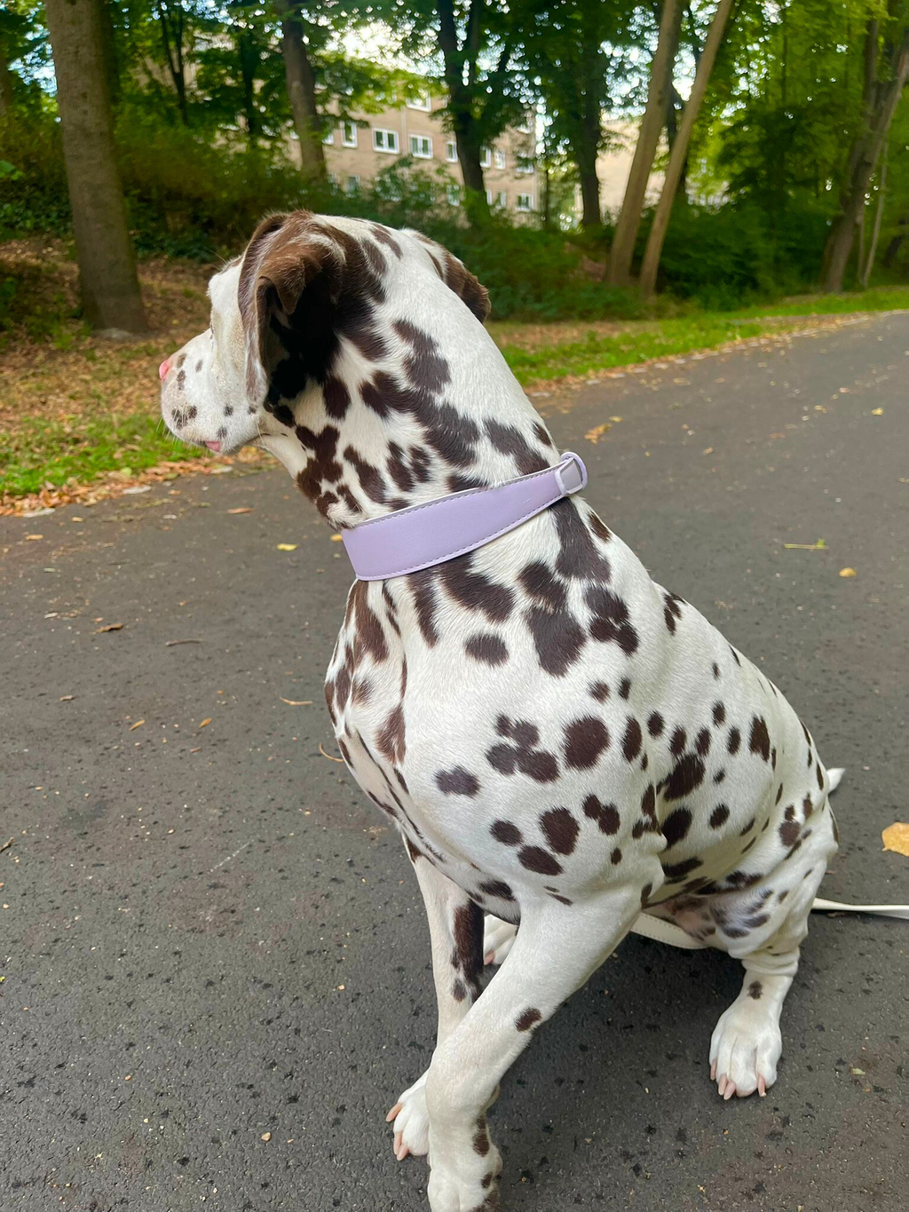 Lilac Vegan Leather Collar Mijn winkel