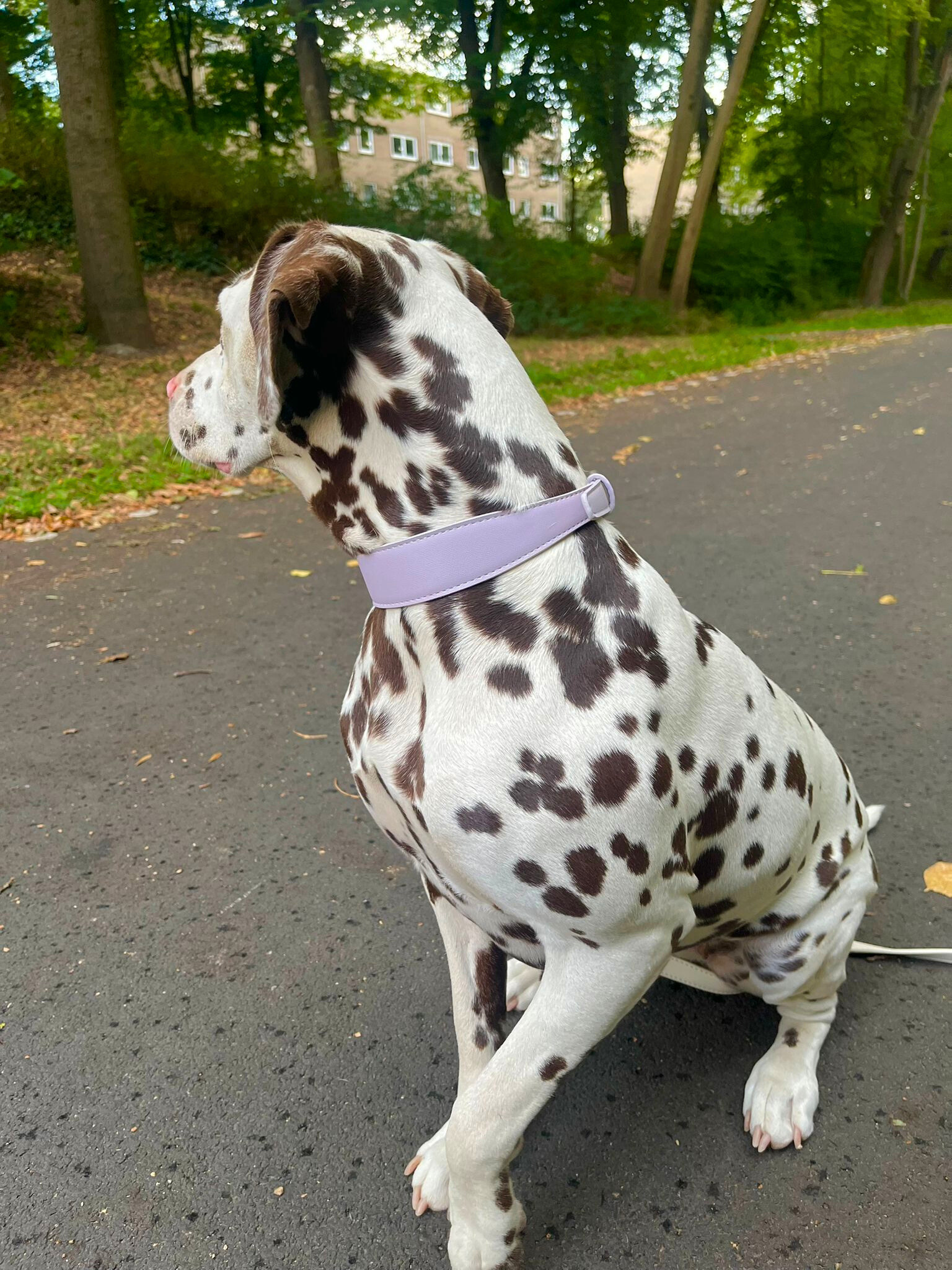 Lilac Vegan Leather Collar Mijn winkel