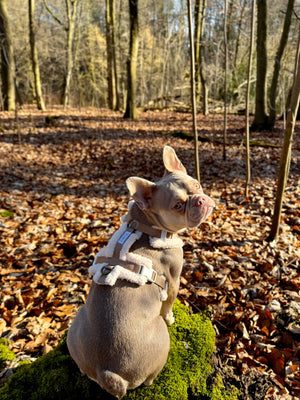 The Sherpa Bear Harness