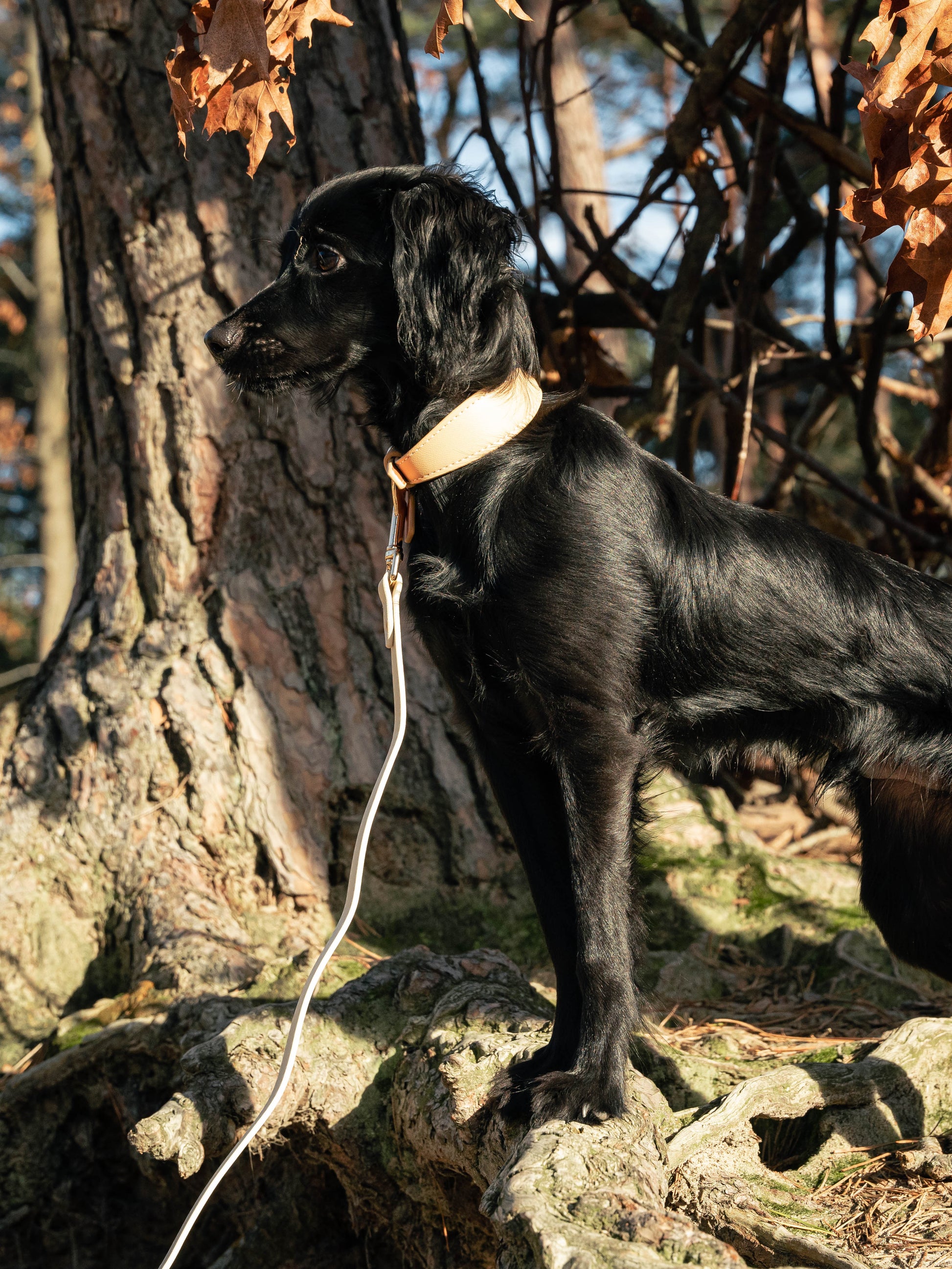 Beige Vegan Leather Collar