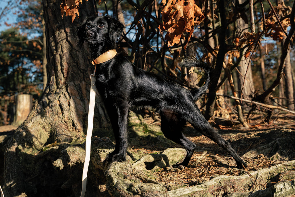 Beige Vegan Leather Collar