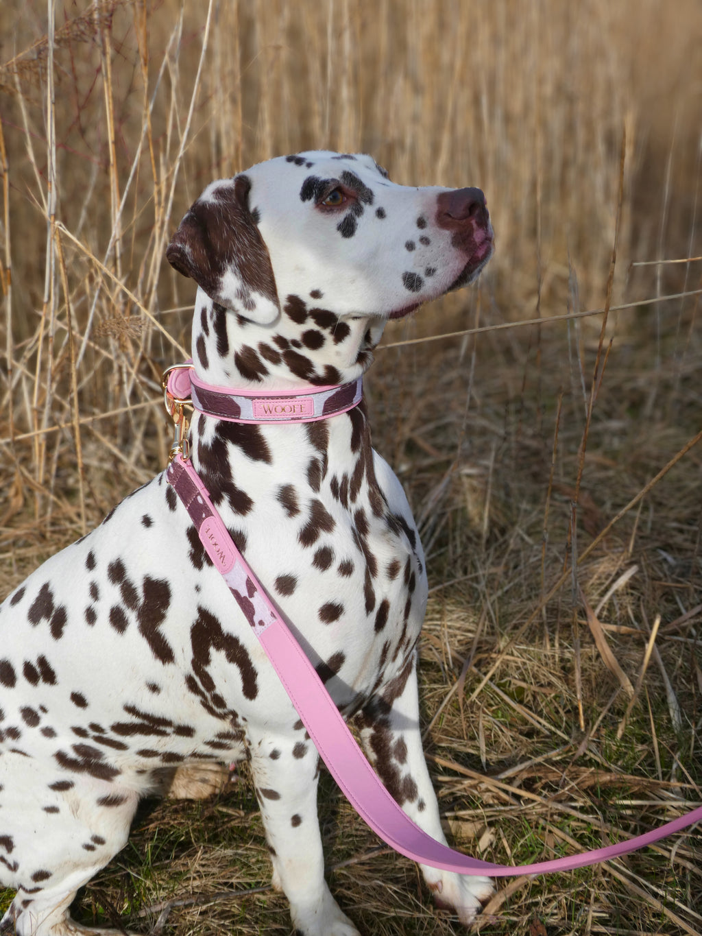 The MOO'd Collar Woofe