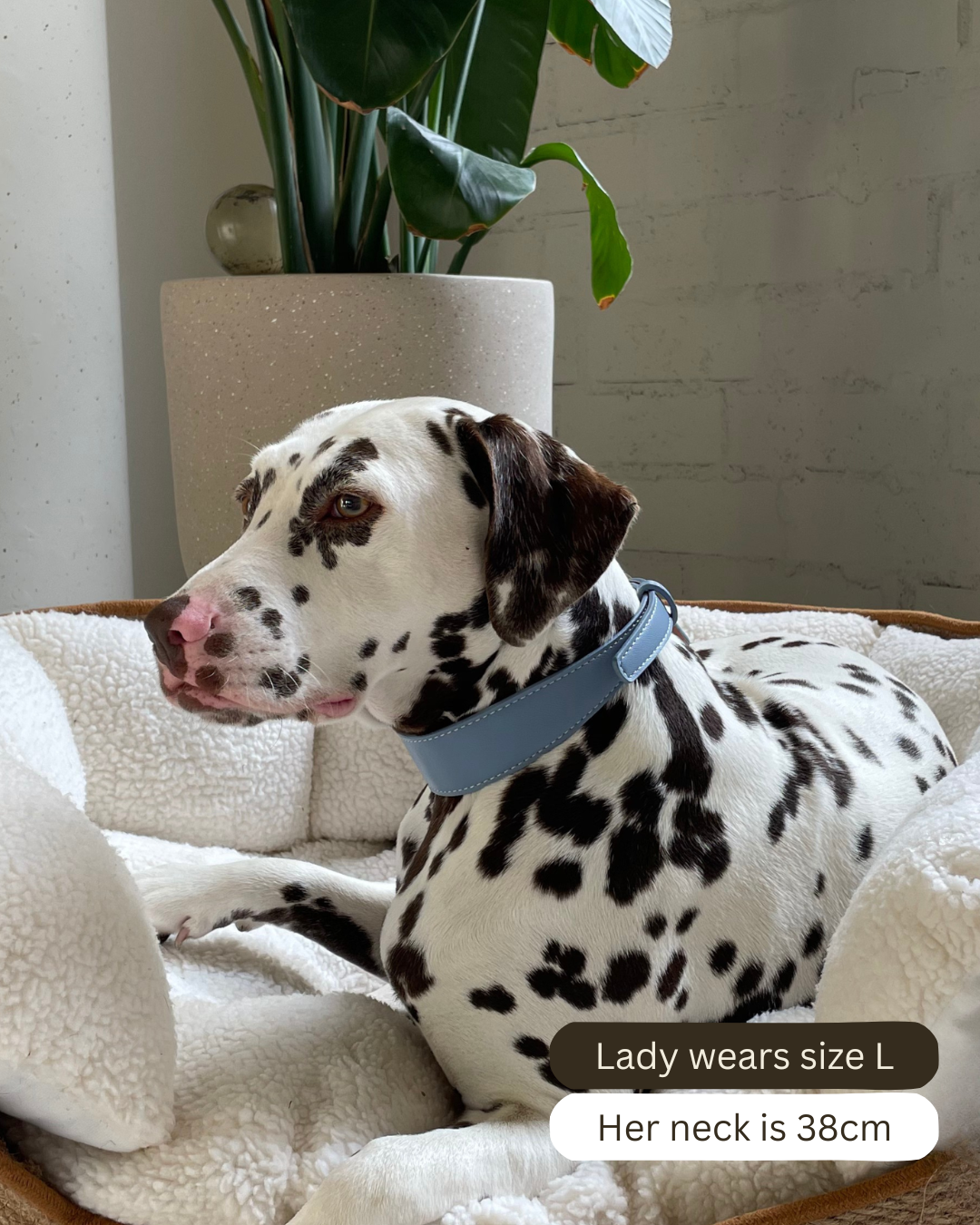 Blue Vegan Leather Collar Mijn winkel