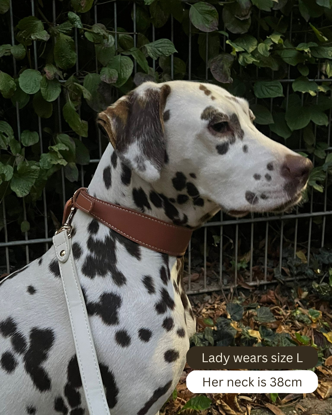 Mocha Vegan Leather Collar Mijn winkel